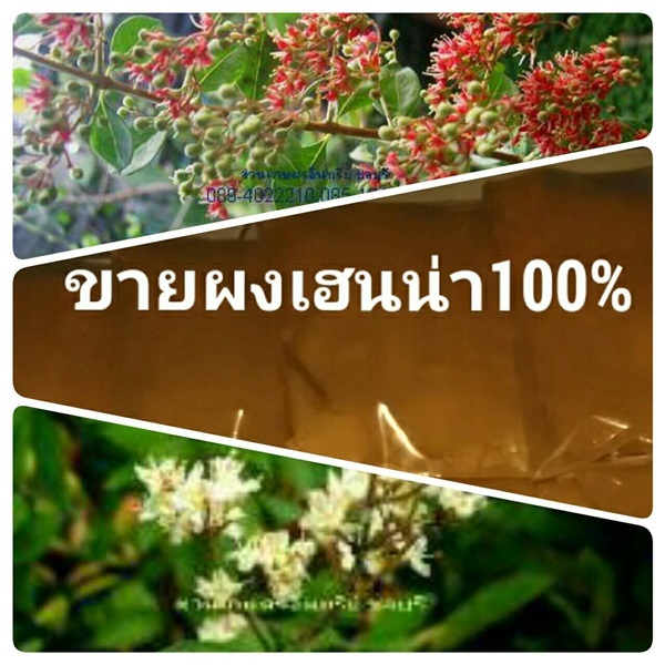 ขายผงเฮนน่า/เทียนกิ่งบริสุทธิ์ปลอดสารพิษ100% | สวนเกษตรอินทรีย์ - พนัสนิคม ชลบุรี