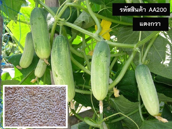 จำหน่ายเมล็ดพันธุ์แตงกวา(เมล็ดพันธุ์คุณภาพดี ราคาถูก) | maletpandee - สายไหม กรุงเทพมหานคร