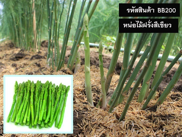 จำหน่ายเมล็ดพันธุ์หน่อไม้ฝรั่งสีเขียว (เมล็ดพันธุ์คุณภาพดี) | maletpandee - สายไหม กรุงเทพมหานคร