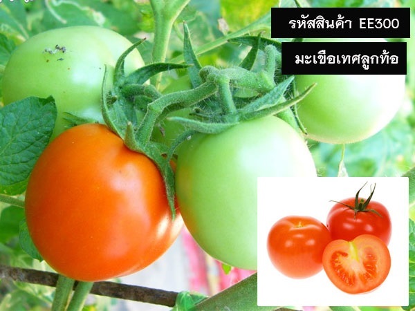 จำหน่ายเมล็ดพันธุ์มะเขือเทศลูกท้อ (เมล็ดพันธุ์คุณภาพดี)