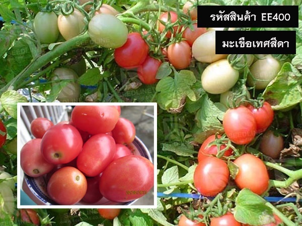 จำหน่ายเมล็ดพันธุ์มะเขือเทศสีดา (เมล็ดพันธุ์คุณภาพดี)