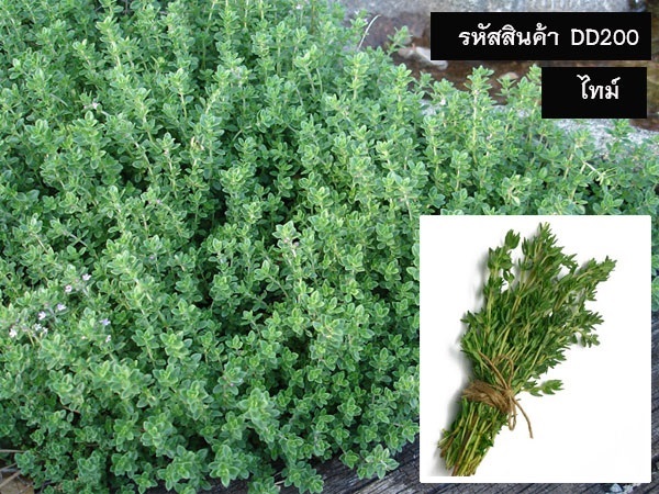 จำหน่ายเมล็ดพันธุ์ไทม์ (เมล็ดพันธุ์คุณภาพดี ราคาถูก)