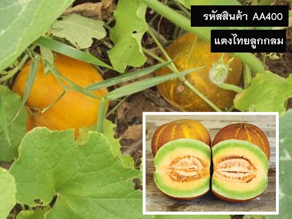 จำหน่ายเมล็ดพันธุ์แตงไทยลูกกลม (เมล็ดพันธุ์คุณภาพดี ราคาถูก) | maletpandee - สายไหม กรุงเทพมหานคร