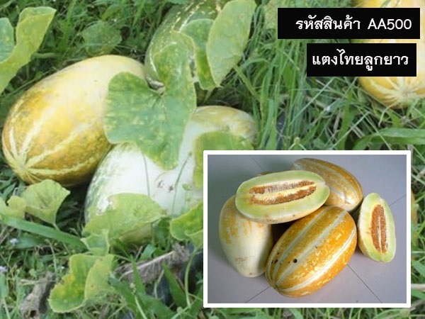 จำหน่ายเมล็ดพันธุ์แตงไทยลูกยาว (เมล็ดพันธุ์คุณภาพดี ราคาถูก)