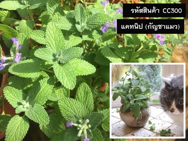 จำหน่ายเมล็ดพันธุ์แคทนิป (เมล็ดพันธุ์คุณภาพดี ราคาถูก)