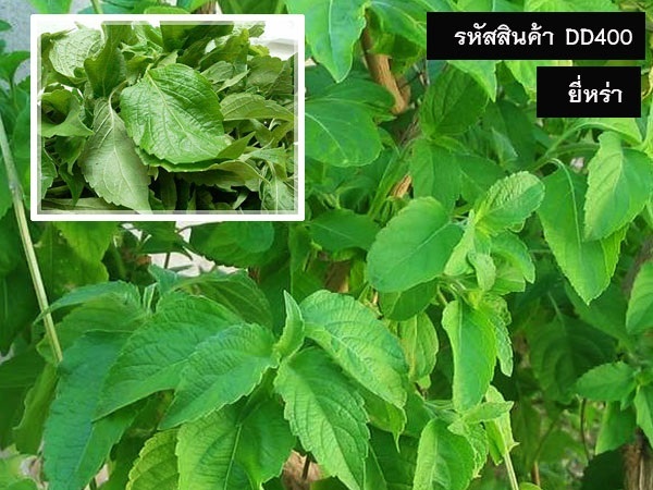 จำหน่ายเมล็ดพันธุ์ยี่หร่า (เมล็ดพันธุ์คุณภาพดี ราคาถูก) | maletpandee - สายไหม กรุงเทพมหานคร