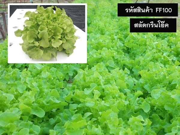 จำหน่ายเมล็ดพันธุ์สลัดกรีนโอ๊ค (เมล็ดพันธุ์คุณภาพดี ราคาถูก)