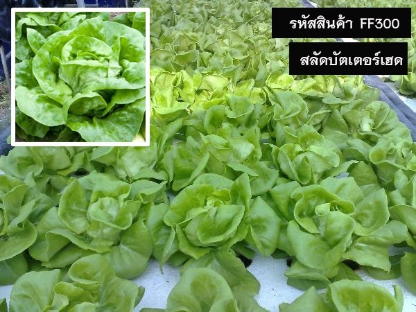 จำหน่ายเมล็ดพันธุ์บัตเตอร์เฮด (เมล็ดพันธุ์คุณภาพดี ราคาถูก) | maletpandee - สายไหม กรุงเทพมหานคร