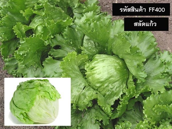 จำหน่ายเมล็ดพันธุ์สลัดแก้ว (เมล็ดพันธุ์คุณภาพดี ราคาถูก)