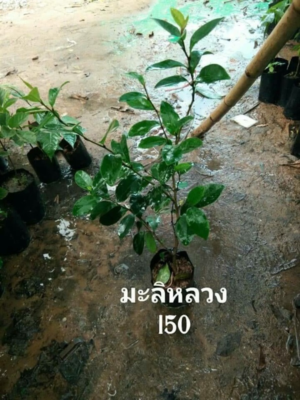 มะลิหลวง ต้นละ 150 บาท ค่ะ | Drenglish Garden มหาสารคาม - กันทรวิชัย มหาสารคาม