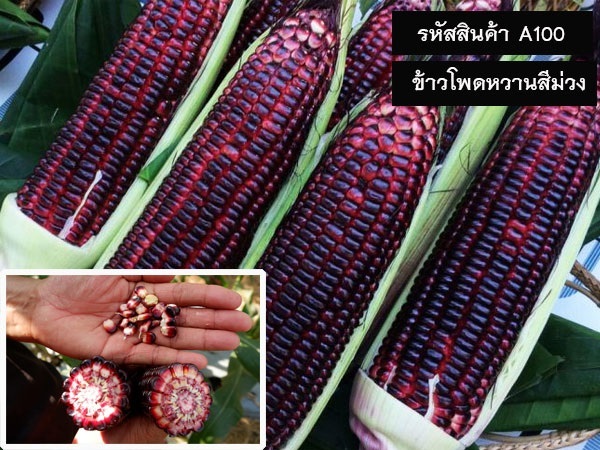 จำหน่ายเมล็ดพันธุ์ข้าวโพดม่วง (เมล็ดพันธุ์คุณภาพดี ราคาถูก)