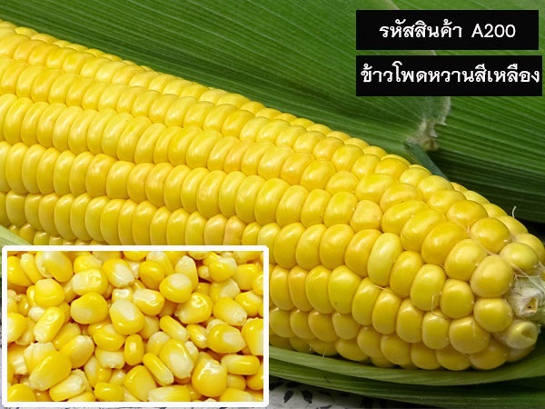 จำหน่ายเมล็ดพันธุ์ข้าวโพดหวานสีเหลือง (เมล็ดพันธุ์คุณภาพดี) | maletpandee - สายไหม กรุงเทพมหานคร