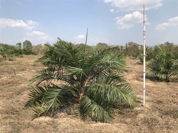 ขายต้นพันธุ์ปาล์ม (ราคาแล้วแต่ตกลงกันค่ะ) | สวนปานเดช - ไทรโยค กาญจนบุรี