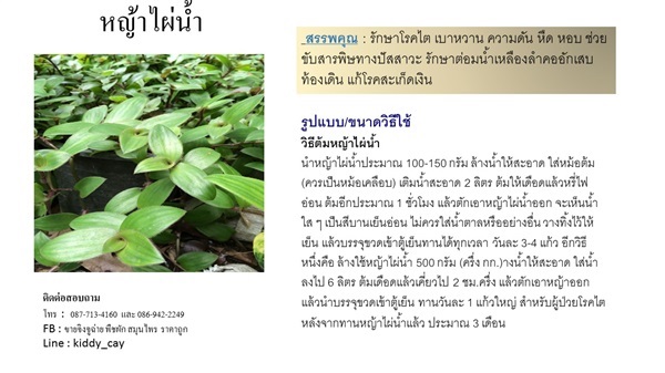 ขายต้นหญ้าไผ่น้ำ | AJ Garden -  นนทบุรี