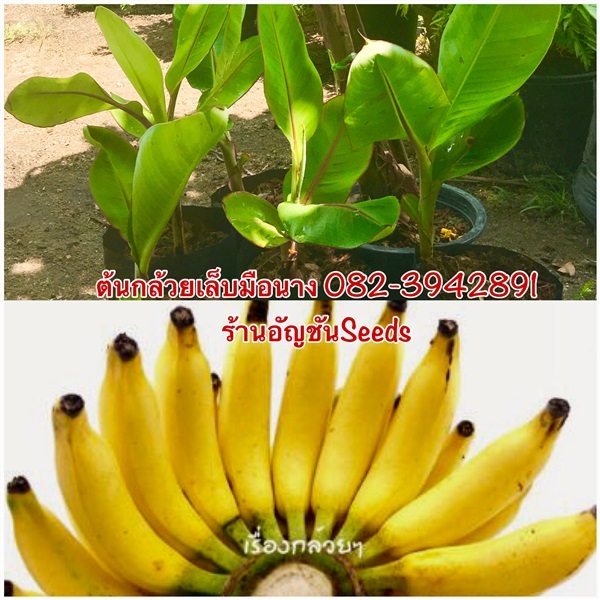 ต้นกล้วยเล็บมือนาง | อัญชัน seeds - สวนหลวง กรุงเทพมหานคร