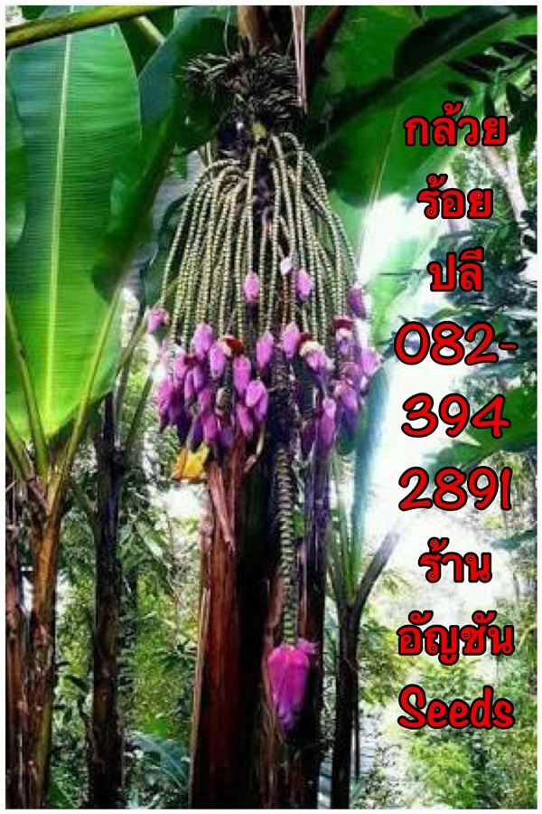 กล้วยร้อยปลี  | อัญชัน seeds - สวนหลวง กรุงเทพมหานคร