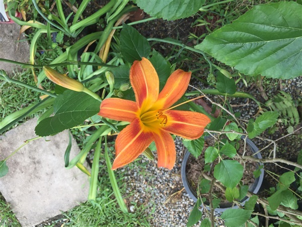 ดอกไม้จีน สีส้ม | สวนแดงจินดา -  เชียงใหม่