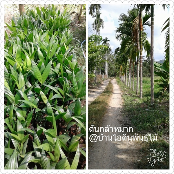 หมาก | บ้านไอดิน - เมืองชุมพร ชุมพร