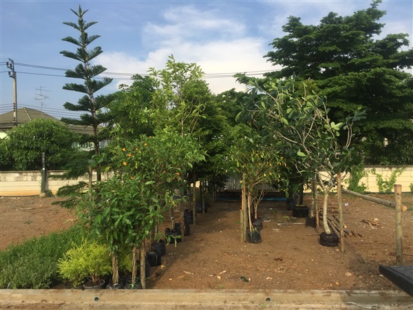 ต้นไม้ สวนในโหลแก้ว สวนถาด | TREE TER 'rarium - บางใหญ่ นนทบุรี