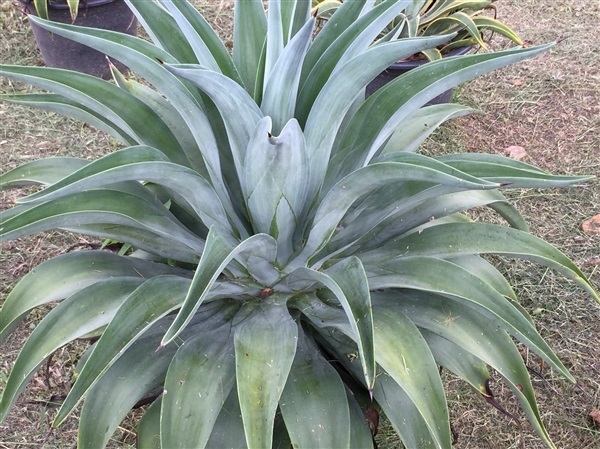 AGAVE' TREE ปากนกแก้วต้นใหญ่size151.เขียวล้วน