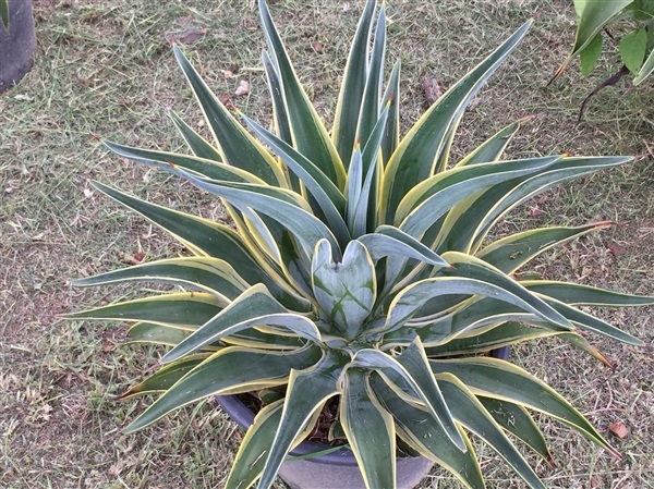 AGAVE' TREE ปากนกแก้วต้นใหญ่size15เขียวเข้มขอบเหลือง