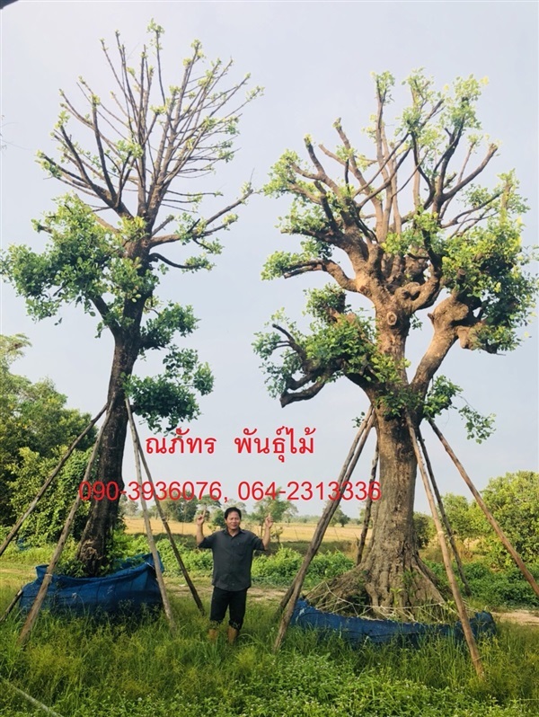 ต้นมั่งมี | ณภัทร  พันธุ์ไม้ - องครักษ์ นครนายก