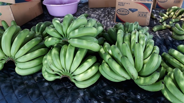 กล้วยหอมคาเวนดิช | บริษัท ออร์แกนิค โปรดิวซ์ ฟอร์ไลฟ์ จำกัด - เมืองพะเยา พะเยา