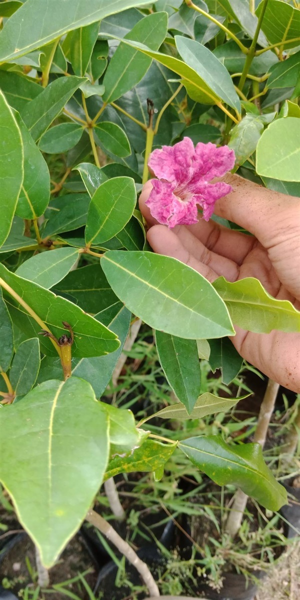 ตะเบแดง | สวน วิชาญ - ภาชี พระนครศรีอยุธยา