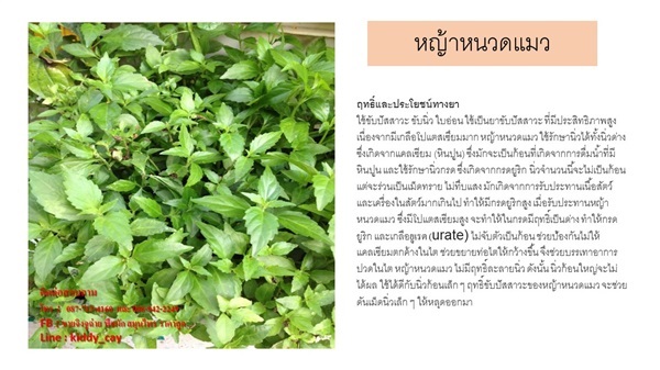 ต้นหญ้าหนวดแมว | AJ Garden -  นนทบุรี