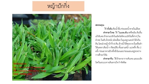 หญ้าปักกิ่ง | AJ Garden -  นนทบุรี