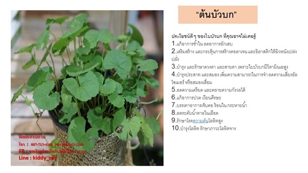 บัวบก | AJ Garden -  นนทบุรี