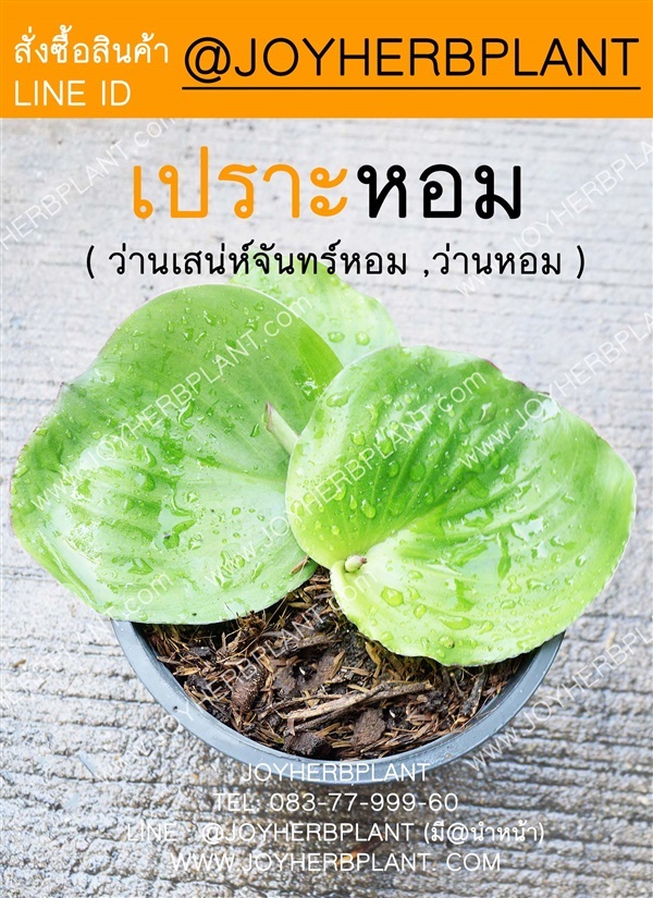 เปราะหอม (ว่านสเน่ห์จันทร์หอม,ว่านหอม) ซื้อ 10 แถม 1  | ร้านจอยต้นสมุนไพร - หนองแขม กรุงเทพมหานคร