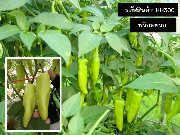 จำหน่ายเมล็ดพันธุ์พริกหยวก (เมล็ดพันธุ์คุณภาพดี ราคาถูก) | maletpandee - สายไหม กรุงเทพมหานคร