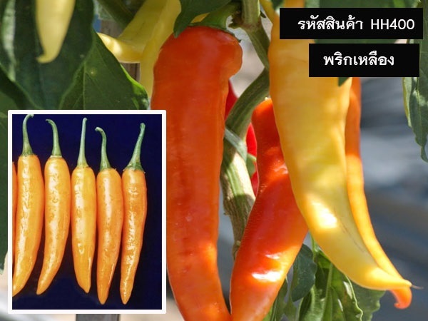 จำหน่ายเมล็ดพันธุ์พริกเหลือง (เมล็ดพันธุ์คุณภาพดี ราคาถูก)