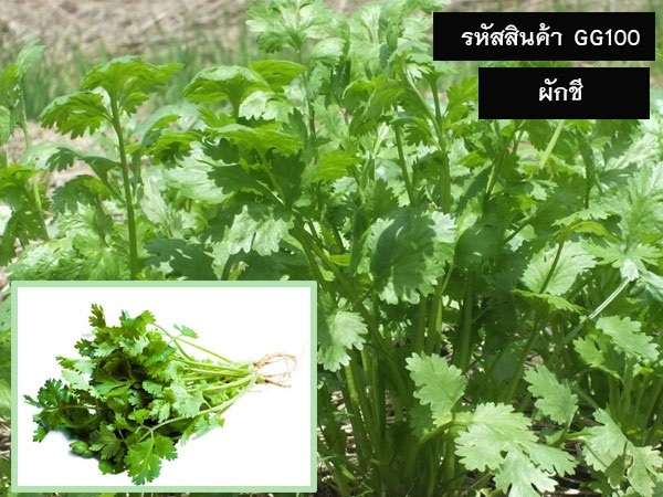 จำหน่ายเมล็ดพันธุ์ผักชี (เมล็ดพันธุ์คุณภาพดี ราคาถูก) | maletpandee - สายไหม กรุงเทพมหานคร