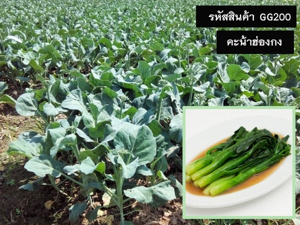 จำหน่ายเมล็ดพันธุ์คะน้าฮ่องกง (เมล็ดพันธุ์คุณภาพดี ราคาถูก) | maletpandee - สายไหม กรุงเทพมหานคร