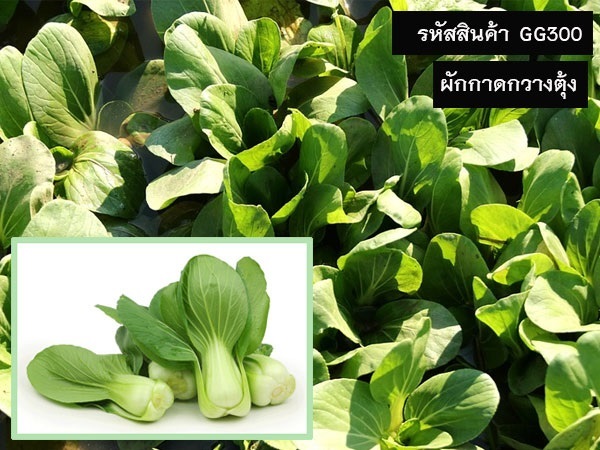 จำหน่ายเมล็ดพันธุ์ผักกาดกวางตุ้ง (เมล็ดพันธุ์คุณภาพดี 