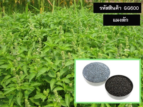 จำหน่ายเมล็ดพันธุ์แมงลัก (เมล็ดพันธุ์คุณภาพดี)