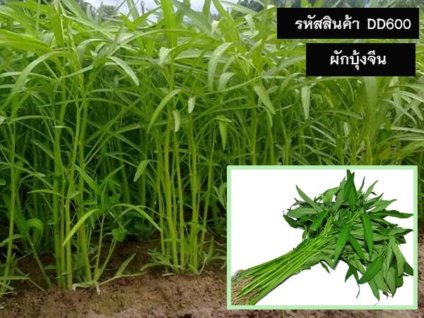 จำหน่ายเมล็ดพันธุ์ผักบุ้งจีน (เมล็ดพันธุ์คุณภาพดี) | maletpandee - สายไหม กรุงเทพมหานคร