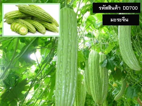 จำหน่ายเมล็ดพันธุ์มะระจีน (เมล็ดพันธุ์คุณภาพดี)