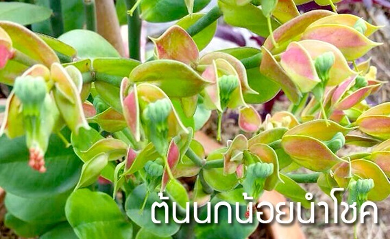 นกน้อยนำโชค