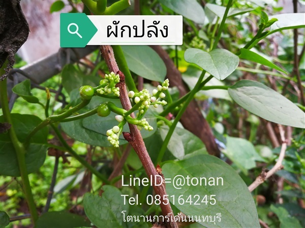 ผักปลัง | บ้านหญ้าหวาน โตนานการ์เด้น นนทบุรี - ปากเกร็ด นนทบุรี