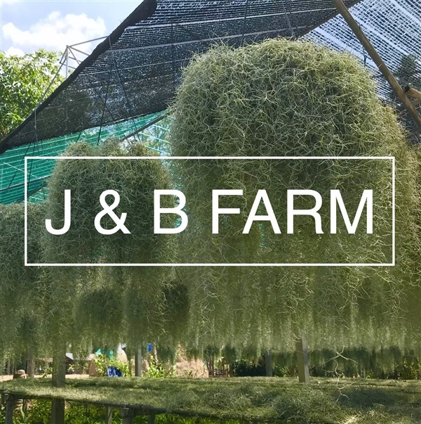 เคราฤาษี Spanish Moss | J & B Farm - นางรอง บุรีรัมย์