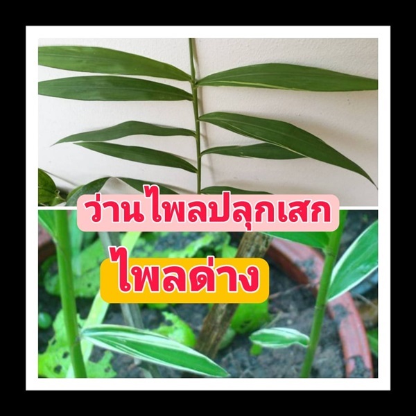 ว่านไพลปลุกเสก ไพลด่าง | วรากรสมุนไพร - เมืองนครราชสีมา นครราชสีมา