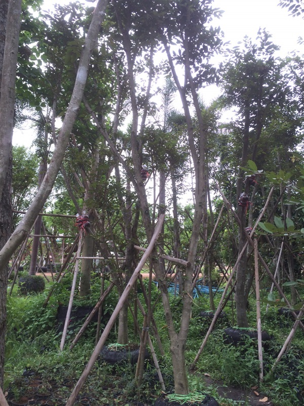 ต้นรวงผึ้ง สูง4-5เมตร เส้นรอบวง 11-14นิ้ว | ฉลองรัตน์พันธุ์ไม้ - เมืองปราจีนบุรี ปราจีนบุรี