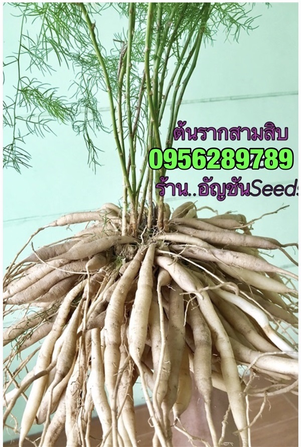 ขายรากสามสิบ สดและแห้ง,รากสามสิบผง เกรด A++ | อัญชัน seeds - สวนหลวง กรุงเทพมหานคร