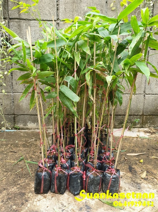 ไผ่ฟ้าหม่น Dendrocalamus giganteus ,Farmon | แบมบูกรีน - เมืองน่าน น่าน