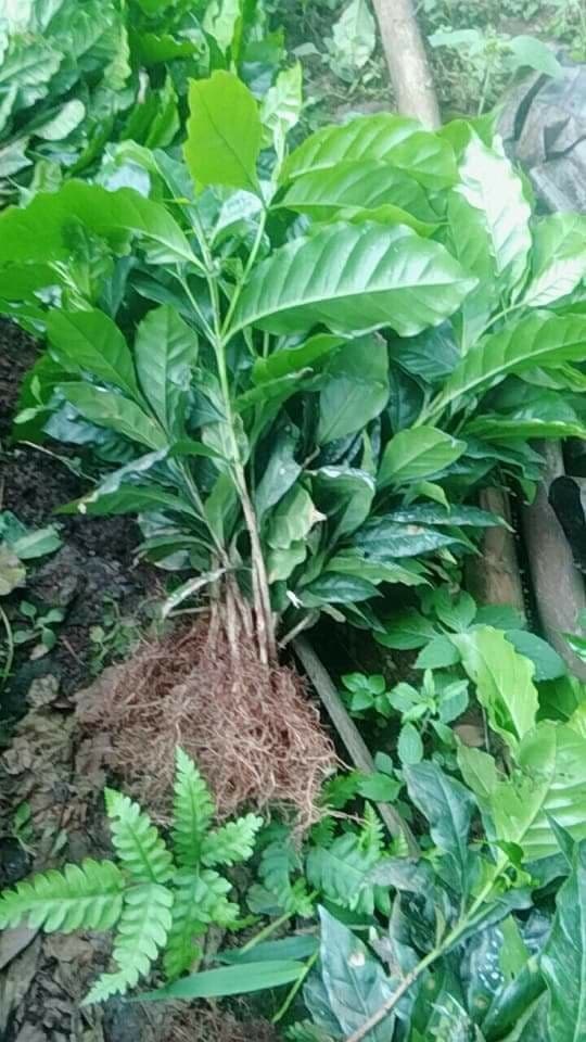 กาแฟอาราบิกา เหมาะปลูกในสวนยาง ต้นพันธุ์โตมาก ๆ | Drenglish Garden มหาสารคาม - กันทรวิชัย มหาสารคาม