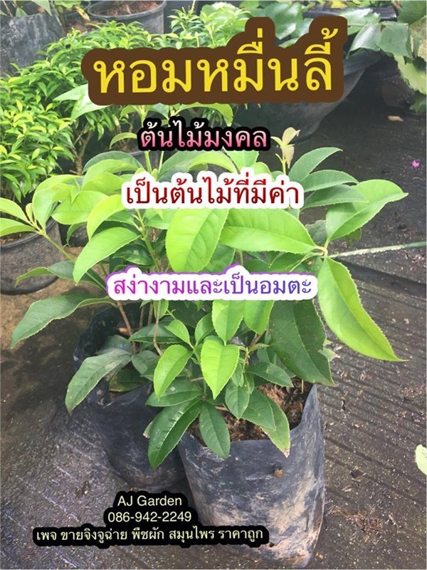 หอมหมื่นหลี้ | AJ Garden -  นนทบุรี