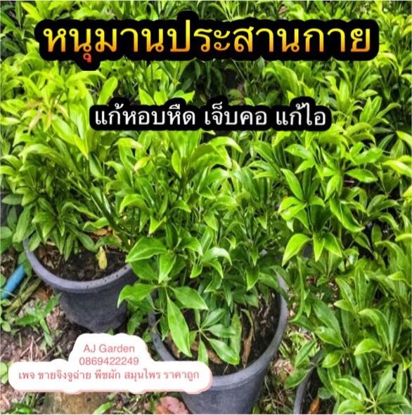 หนุมานประสานกาย | AJ Garden -  นนทบุรี